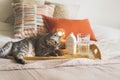 Cute cat of the Scottish straight and Linen pillows on a white bed with home decor. Royalty Free Stock Photo