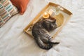 Cute cat of the Scottish straight and Linen pillows on a white bed with home decor. Royalty Free Stock Photo