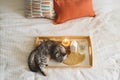 Cute cat of the Scottish straight and Linen pillows on a white bed with home decor. Royalty Free Stock Photo