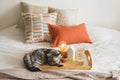 Cute cat of the Scottish straight and Linen pillows on a white bed with home decor. Royalty Free Stock Photo