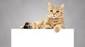 Cute cat Scottish Straight lying on the banner Royalty Free Stock Photo