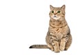 Cute cat Scottish Straight Royalty Free Stock Photo