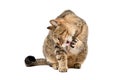 Cute Cat Scottish Straight washes Royalty Free Stock Photo