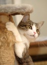 Cute Cat Scratching a Post Royalty Free Stock Photo
