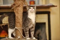 Cute Cat Scratching a Post Royalty Free Stock Photo