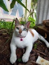 cute cat in a seedy barn