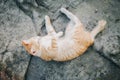 cute cat seep Royalty Free Stock Photo