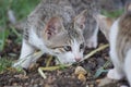 Cute cat sees another cat,the cat is ready to hunt and looks in hiding, it has white stripes Royalty Free Stock Photo