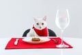 Cute cat at served dining table against white background