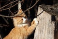 Ginger furry cat sharpens its claws on a stump