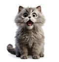 Cute cat with shocked face, isolated on white background, funny pets concept, realistic illustration, generative ai