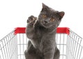 Cute cat in shopping cart on white background Royalty Free Stock Photo