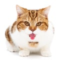 Cute cat shows big tongue isolated on white. Playful kitten licking lips Royalty Free Stock Photo