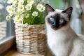 Cute cat sits by a basket of white flowers Royalty Free Stock Photo