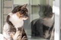 Cute cat sits on a windowsill and looks out of the window with interest, against the background of its reflection in the Royalty Free Stock Photo