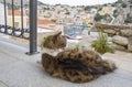 A Cute Cat Sitting on a Balcony and Looking at the Harbor of Symi, Greece Royalty Free Stock Photo