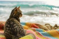 Cute cat sitting on a beach towel. Generative AI