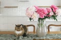 Cute cat sitting at beautiful peonies in vase on wooden table on background of stylish modern white kitchen in new scandinavian Royalty Free Stock Photo