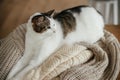 Cute cat sitting on cozy knitted sweaters on wooden table. Adorable sweet kitty with funny emotions relaxing in autumn hygge home