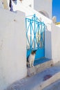Cute cat sitting at the entrance with blue door Thirasia island Greece Royalty Free Stock Photo