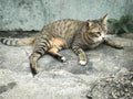 A cute cat is sitting on the floor