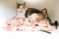 Cute cat sitting on pillow portrait white background