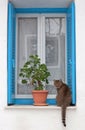 Cute cat sitting in front of old blue wooden window with geranium in a pot Royalty Free Stock Photo