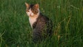 he cat in the green grass looks at the sunset.