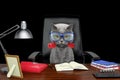 Cute cat sitting on leather chair with telephone in his mouth. Isolated on black Royalty Free Stock Photo
