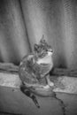 Cute cat sitting on the old fence. BW photo