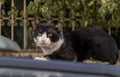 The cute cat is sitting on pickup truck roof and looking straight at the camera