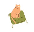 Cute cat sitting on pillow. Funny kitty looking, staring. Adorable kawaii feline animal on soft cushion. Lovely sweet