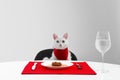 Cute cat sitting at served dining table white background