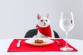 Cute cat sitting at served dining table against white