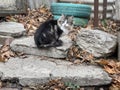 Cute cat sitting on street. Charming pussycat walking on fresh air in countryside.