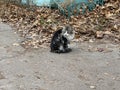 Cute cat sitting on street. Charming pussycat walking on fresh air in countryside.