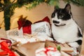 Cute cat sitting on stylish christmas gifts under christmas tree. Pet and winter holidays. Adorable kitty relaxing on wrapped Royalty Free Stock Photo