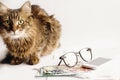 Cute cat sitting on table with glasses phone and money, working