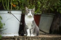 Cute cat sitting on a terrace