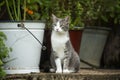Cute cat sitting on a terrace