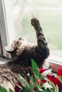 Cute cat sitting on window sill with beautiful red peonies and p Royalty Free Stock Photo