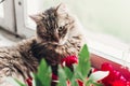 Cute cat sitting on window sill with beautiful red peonies and p Royalty Free Stock Photo