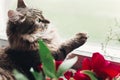 Cute cat sitting on window sill with beautiful red peonies and p Royalty Free Stock Photo