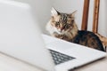 Cute cat sitting on wooden chair at table with laptop. working h Royalty Free Stock Photo