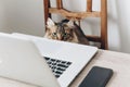 Cute cat sitting on wooden chair at table with laptop. working h Royalty Free Stock Photo