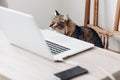 Cute cat sitting on wooden chair at table with laptop. working h Royalty Free Stock Photo