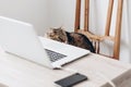 Cute cat sitting on wooden chair at table with laptop. working h Royalty Free Stock Photo