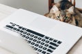 Cute cat sitting on wooden chair at table with laptop. working h Royalty Free Stock Photo