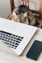 Cute cat sitting on wooden chair at table with laptop. working h Royalty Free Stock Photo