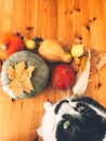 Cute cat sitting on wooden table with pumpkins, autumn leaves, apples, pears, corn, nuts and chestnuts. Top view. Happy Royalty Free Stock Photo